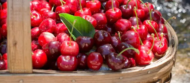 Cereza Del Jerte