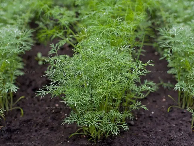 Dill: The Aromatic Herb You Should Know
