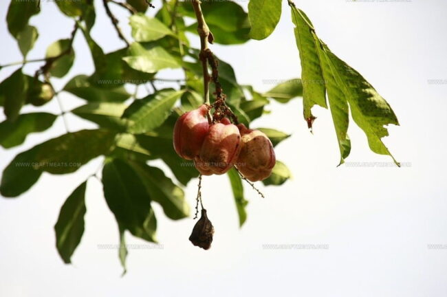 What Is Ackee Fruit?