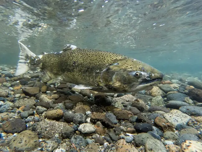 Pacific Salmon