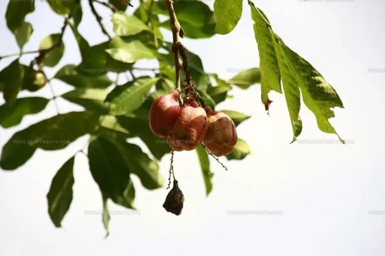 What Does Ackee Taste Like? Find Out This Unique Fruit's Flavor