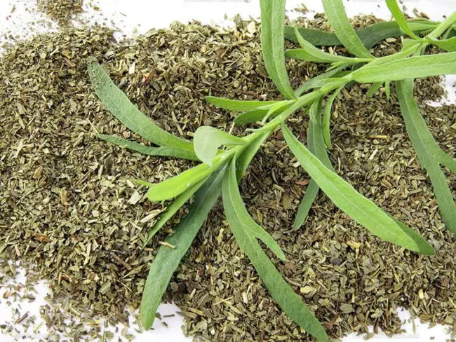 Fresh Vs. Dried Tarragon Alternative: Which One is Better?