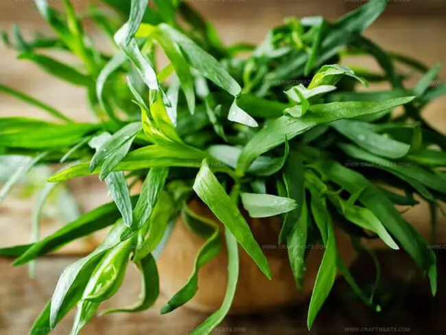 What Tarragon Tastes Like?