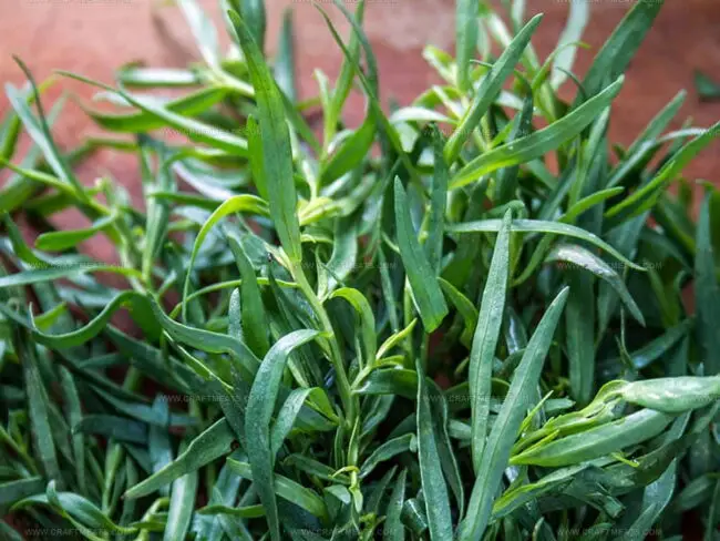 Dill Weed Substitutes
